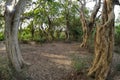 Tropical trees in Keoladeo National Park Royalty Free Stock Photo