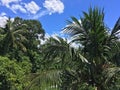 Tropical trees landscape view at sunny day