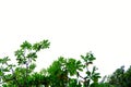 Tropical trees leaves on white isolated background for green foliage backdrop