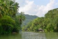 Tropical trees lining the banks of Loboc River in Bohol in Philippines
