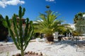 Tropical trees palms and huge cactus in backyard