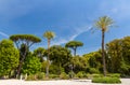 Tropical trees on Piazzale Napoleone I in Rome, Italy Royalty Free Stock Photo