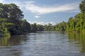 Tropical Trees and a Tropical Rainforest River