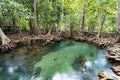 Tropical trees roots in swamp forest and crystal clear water stream canal at Tha Pom Klong Song Nam mangrove wetland Krabi Royalty Free Stock Photo