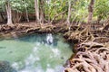 Tropical trees roots in swamp forest and crystal clear water stream canal at Tha Pom Klong Song Nam mangrove wetland Krabi Royalty Free Stock Photo