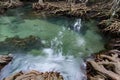 Tropical trees roots in swamp forest and crystal clear water stream canal at Tha Pom Klong Song Nam mangrove wetland Krabi Royalty Free Stock Photo