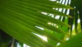 tropical trees texture background green Royalty Free Stock Photo
