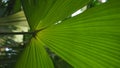 tropical trees texture background green Royalty Free Stock Photo