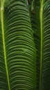 tropical trees texture background green Royalty Free Stock Photo
