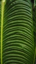 tropical trees texture background green Royalty Free Stock Photo