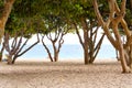 Through tropical trees trunks and lush foliage view to Atlantic Ocean on the Playa de Las Teresitas beach Santa Cruz de Tenerife Royalty Free Stock Photo