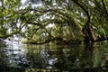 Tropical Trees, Water, and Epiphytes in Solomon Islands