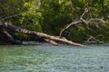 Tropical trunk fallen over the water, Raja Ampat
