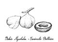 Hand Drawn of Beleric Myrobalan Fruits on White Background