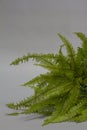 Tropical Umbrella Fern leaves on gray background, selective focus