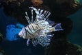 Tropical underwater fish swim in an aquarium with clear water at the bottom of the sea