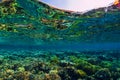 Tropical underwater ocean with yellow corals and fish