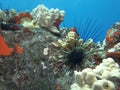 Tropical Underwater Reef with Red and White Coral and Black Urchin on Concrete Wall