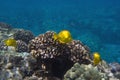 Tropical Underwater scene