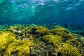 Tropical underwater world with yellow corals and fish