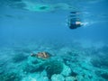 Tropical vacation sport activity. Sea tortoise in nature Royalty Free Stock Photo