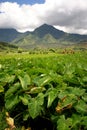 Tropical Valley Royalty Free Stock Photo