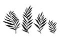 Tropical vector dypsis leaves palm. Jungle dypsis leaf tropic set. Hand drawn vector exotic leaves.