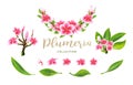 Tropical vector pink plumeria flowers, branches and leaves set for floral card