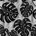 Tropical vector seamless pattern. Black and white wood textured tropic background. Repeat exotic plants  backdrop. Palm and fern Royalty Free Stock Photo