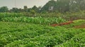 The tropical vegetables plantation include Colocasia esculenta, water spinach and spinach in West Java, Indonesia, South East Asia