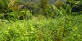 Tropical Vegetation Background