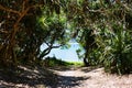 Tropical vegetation flanking a path to the beach on Zamami, Okinawa Royalty Free Stock Photo