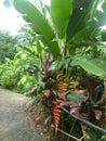 Tropical vegetation with palms and Heliconia Rostrata in north of Vietnam.