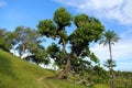 large tree and green grass in Boipeba island, Bahia, Brazil Royalty Free Stock Photo