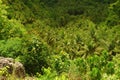 Tropical vegetation