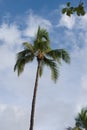 Tropical View, Lanai Lookout, Hawaii Royalty Free Stock Photo