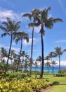 Tropical view of palm trees and Pacific Ocean on Maui