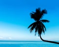 Tropical View of Silhouette Curve Coconut Tree on The Beach with Blue Sky and Sea