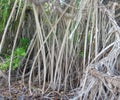 Tropical vines. Large tree roots