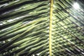 Tropical vintage beach summer palm leaf background