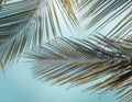 Tropical vintage beach summer palm leaf sky background