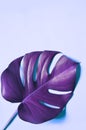 Tropical violet Monstera leaf isolated