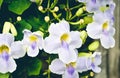 Tropical violet shade of white flower