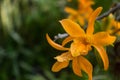 Tropical warm background with orchids in the foreground and lush green vegetation in the background. Dendrobium unicum. Orange Royalty Free Stock Photo