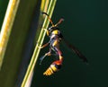 Tropical wasp on leaf. Thread-waisted wasp on palm leaf. Unusual exotic tropical insect.