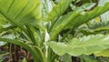 Tropical water banana Typhonodorum lindleyanum. Royalty Free Stock Photo