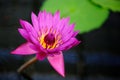 A Tropical Water Lily