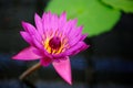 A Tropical Water Lily Royalty Free Stock Photo