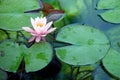 Tropical water lily Royalty Free Stock Photo