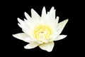 Tropical water lily on black background Royalty Free Stock Photo